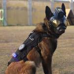 Navio Vision Dog Smart Helmet NVSW50 | 4G wifi live Streaming