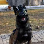 Navio Vision Dog Smart Helmet NVSW50 | 4G wifi live Streaming